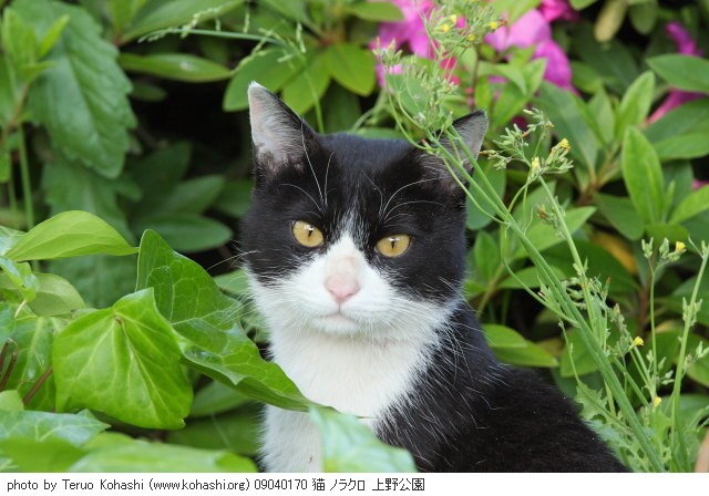 上野黒猫 2009 09040170 猫 ノラクロ 上野公園 thumbnail