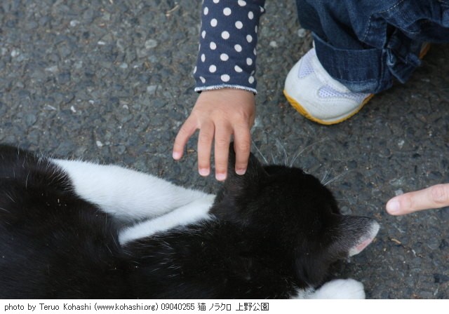 上野黒猫 2009 09040255 猫 ノラクロ 上野公園 thumbnail