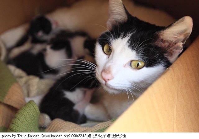 上野公園の猫さん達2012 09045613 猫 ヒラメと子猫 上野公園 photo