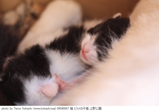 上野公園の猫さん達2012 09045847 猫 ヒラメの子猫 上野公園 photo