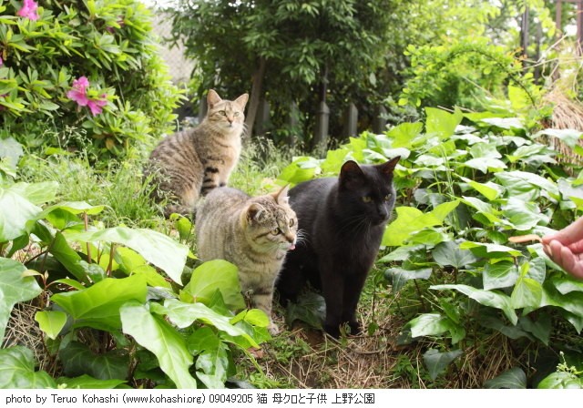 上野黒猫 2009 09049205 猫 母クロと子供 上野公園 thumbnail