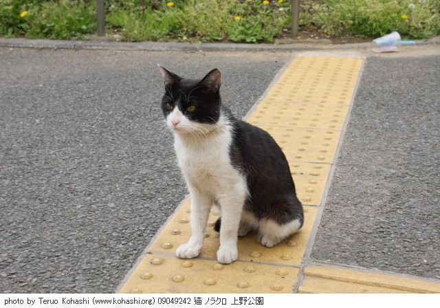 上野黒猫 2009 09049242 猫 ノラクロ 上野公園 thumbnail