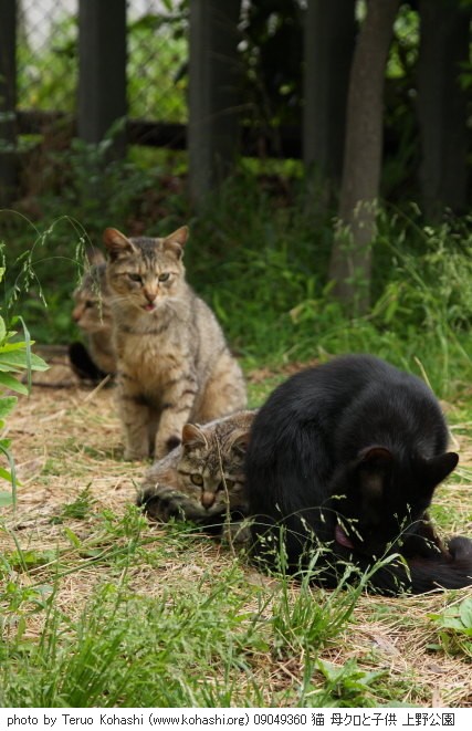 上野黒猫 2009 09049360 猫 母クロと子供 上野公園 thumbnail