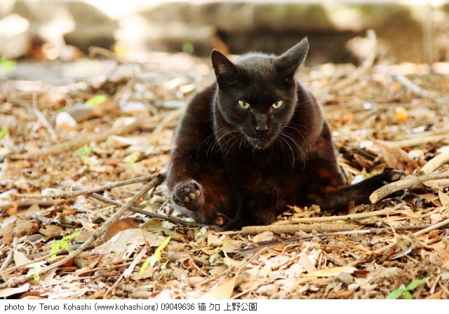 上野黒猫 2009 09049636 猫 クロ 上野公園 thumbnail