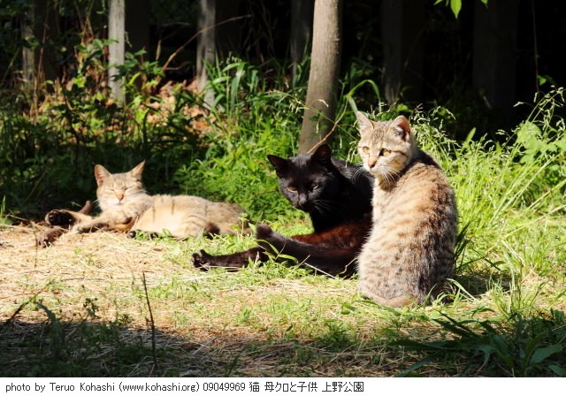 上野黒猫 2009 09049969 猫 母クロと子供 上野公園 thumbnail
