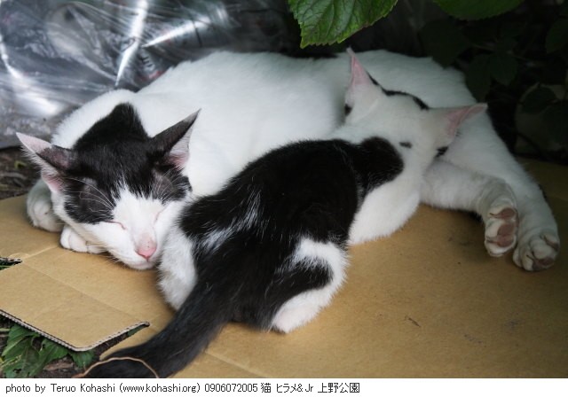 上野公園の猫さん達2012 0906072005 猫 ヒラメ&JR 上野公園 photo