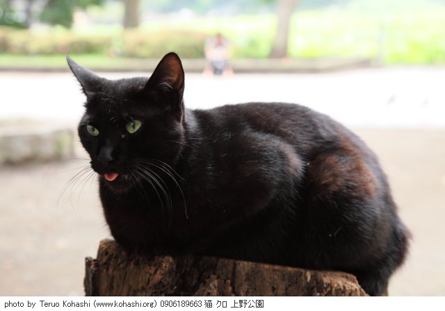 上野黒猫 2009 0906189663 猫 クロ 上野公園 thumbnail