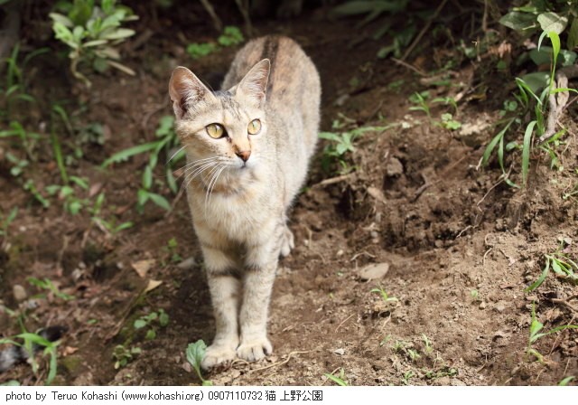上野公園の猫さん達2012 0907110732 猫 上野公園 photo