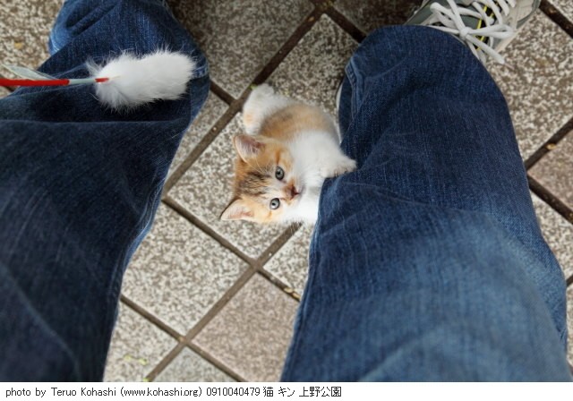 上野公園の猫さん達2012 0910040479 猫 キン 上野公園 photo