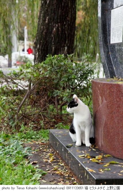 上野公園の猫さん達2012 0911123651 猫 ヒラメJRチビ 上野公園 photo
