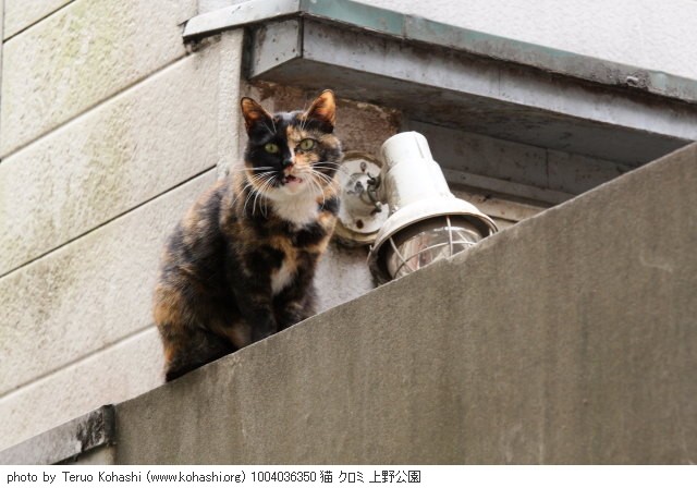 上野黒猫 2010 1004036350 猫 クロミ 上野公園 thumbnail