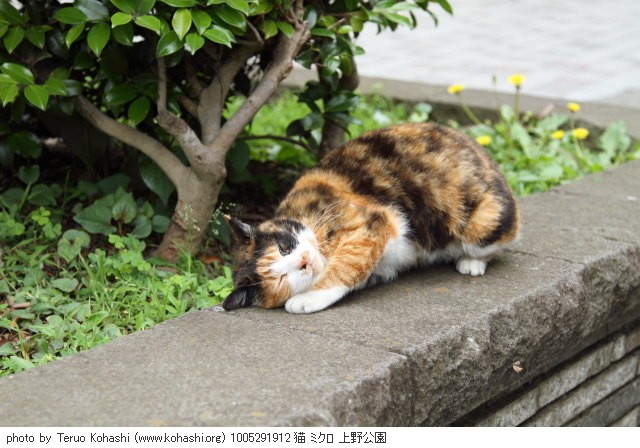 上野黒猫 2010 1005291912 猫 ミクロ 上野公園 thumbnail