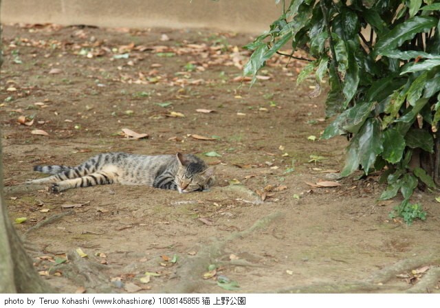 上野公園の猫さん達2012 1008145855 猫 上野公園 photo