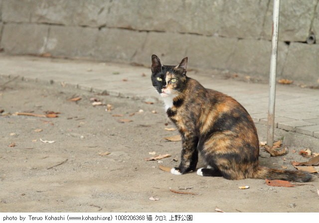 上野黒猫 2010 1008206368 猫 クロミ 上野公園 thumbnail
