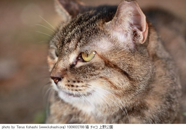 上野公園の猫さん達2012 1009032788 猫 チャコ 上野公園 photo