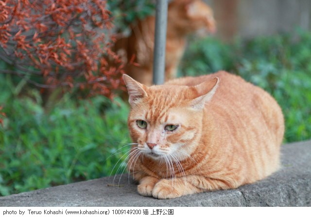 上野公園の猫さん達12 Kohashi Org 上野公園の猫さん達12 Kohashi Org