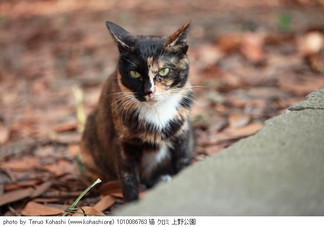 上野黒猫 2010 1010086763 猫 クロミ 上野公園 thumbnail