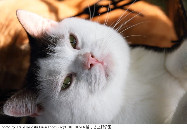 上野公園の猫さん達2012 1010102235 猫 チビ 上野公園 photo
