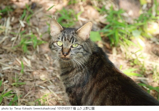 上野公園の猫さん達2012 1010163317 猫 ムク 上野公園 photo