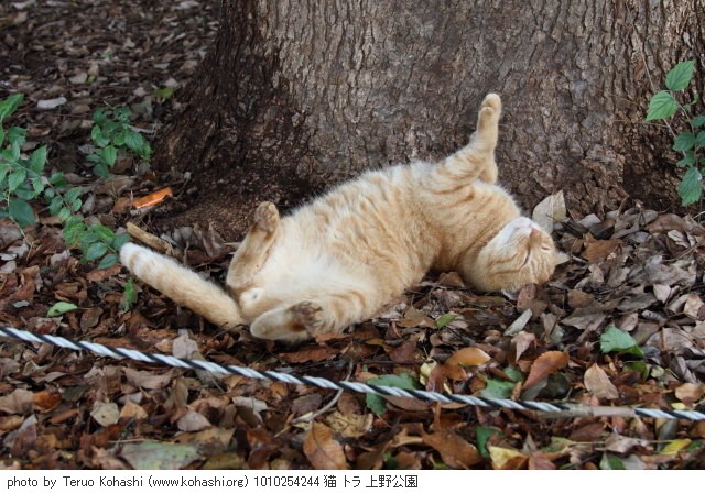 上野公園の猫さん達2012 1010254244 猫 トラ 上野公園 photo