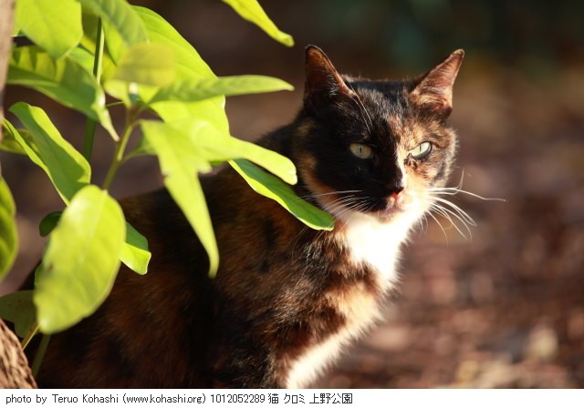 上野黒猫 2010 1012052289 猫 クロミ 上野公園 thumbnail