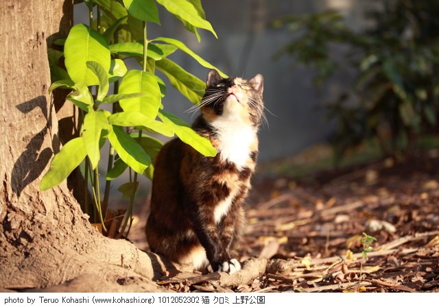 上野黒猫 2010 1012052302 猫 クロミ 上野公園 thumbnail
