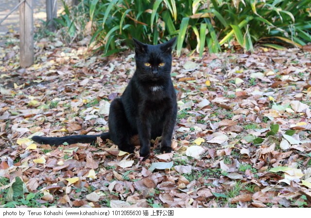 上野公園の猫さん達2012 1012055620 猫 上野公園 photo