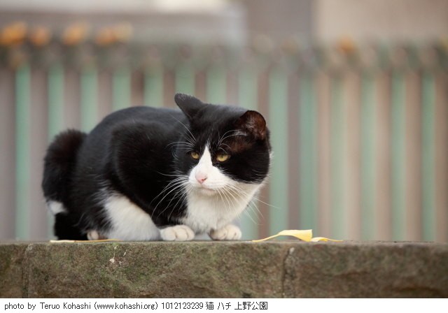 上野公園の猫さん達2012 1012123239 猫 ハチ 上野公園 photo