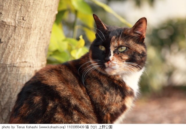 上野黒猫 2011 1102055439 猫 クロミ 上野公園 thumbnail