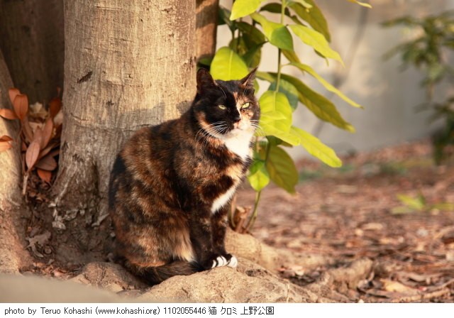 上野黒猫 2011 1102055446 猫 クロミ 上野公園 thumbnail