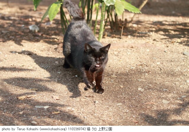 上野黒猫 2011 1102269742 猫 クロ 上野公園 thumbnail