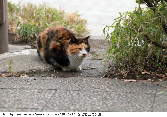 上野黒猫 2011 1103019801 猫 ミクロ 上野公園 thumbnail