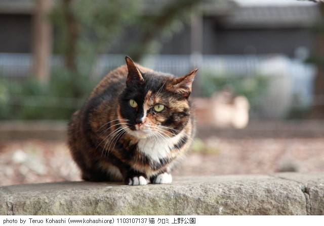 上野黒猫 2011 1103107137 猫 クロミ 上野公園 thumbnail