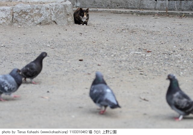 上野黒猫 2011 1103310462 猫 クロミ 上野公園 thumbnail
