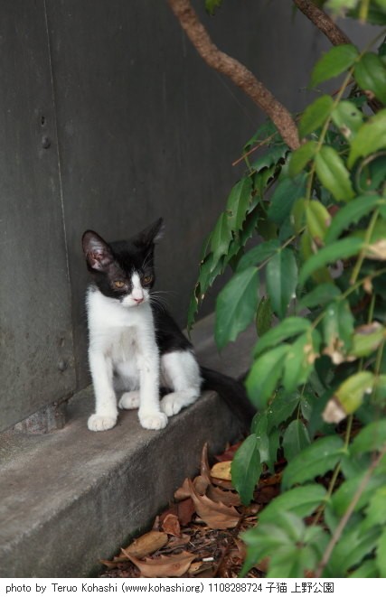 上野公園の猫さん達2012 1108288724 子猫 上野公園 photo
