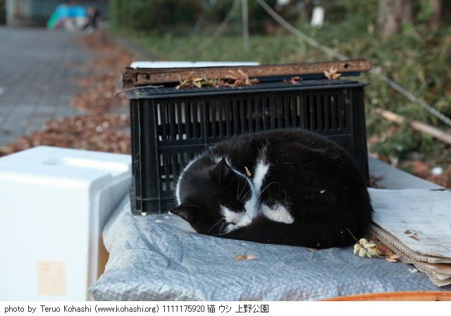 上野公園の猫さん達2012 1111175920 猫 ウシ 上野公園 photo