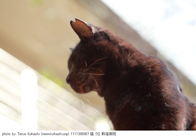 上野黒猫 2011 1111265987 猫 クロ 新宿御苑 thumbnail