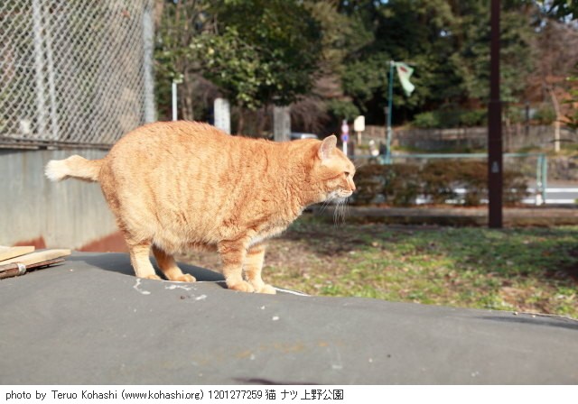 上野公園の猫さん達2012 1201277259 猫 ナツ 上野公園 photo