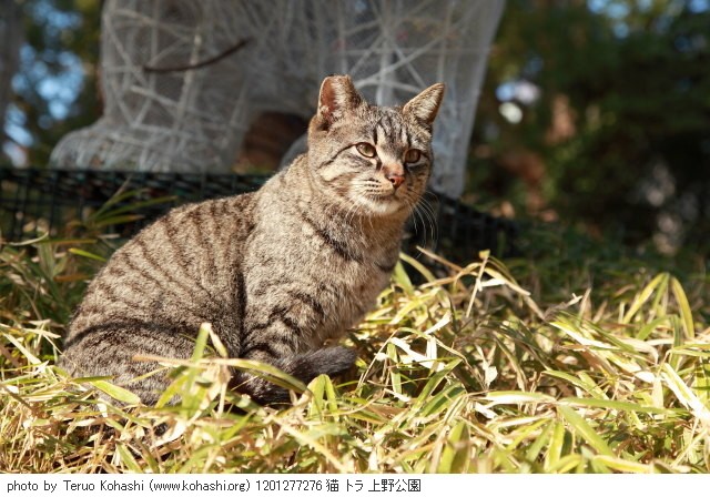 上野公園の猫さん達2012 1201277276 猫 トラ 上野公園 photo