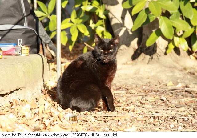 上野黒猫 2012 1202047004 猫 クロ 上野公園 thumbnail