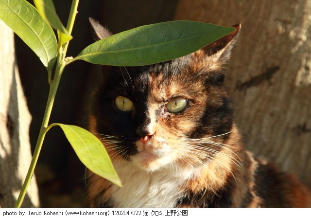上野黒猫 2012 1202047022 猫 クロミ 上野公園 thumbnail