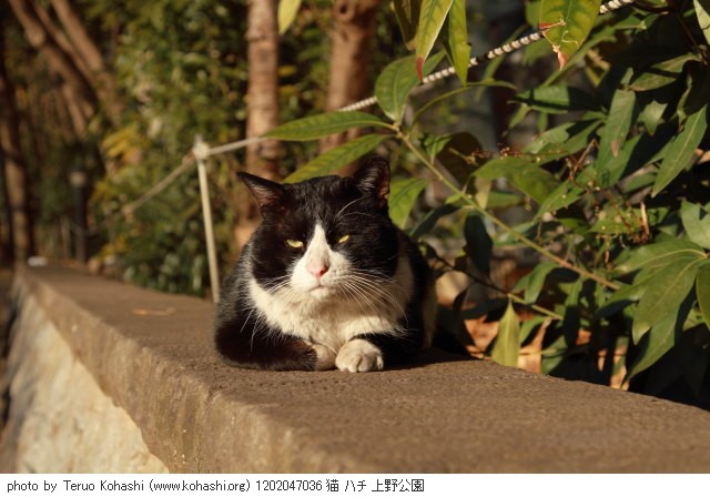上野公園の猫さん達2012 1202047036 猫 ハチ 上野公園 photo