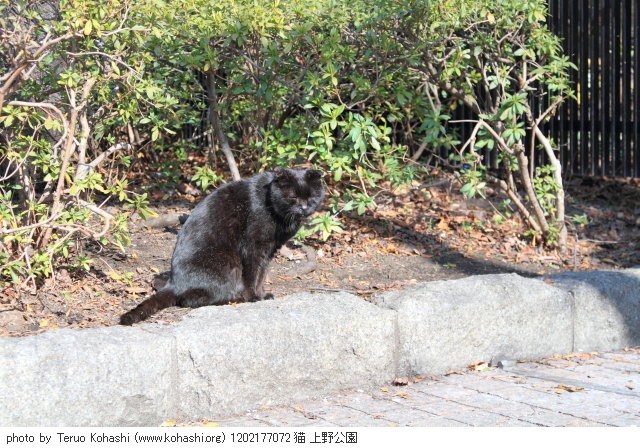 上野公園の猫さん達2012 1202177072 猫 上野公園 photo