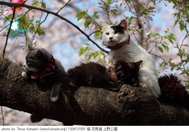 上野公園の猫さん達2012 1204121591 猫 花見猫 上野公園 photo