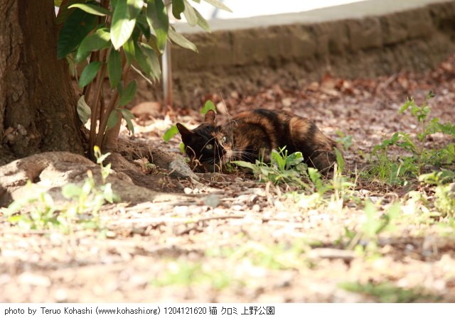 上野黒猫 2012 1204121620 猫 クロミ 上野公園 thumbnail