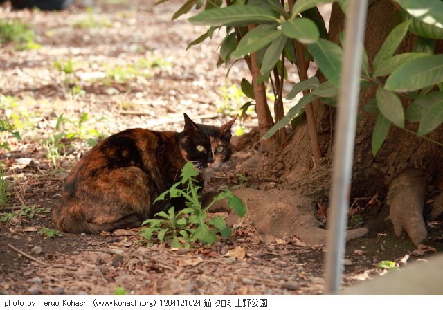 上野黒猫 2012 1204121624 猫 クロミ 上野公園 thumbnail