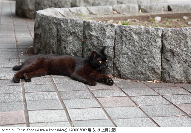 上野公園の猫さん達2012 1206085082 猫 クルリ 上野公園 photo