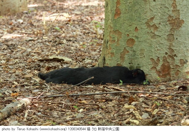 上野黒猫 2012 1208240544 猫 クロ 新宿中央公園 thumbnail
