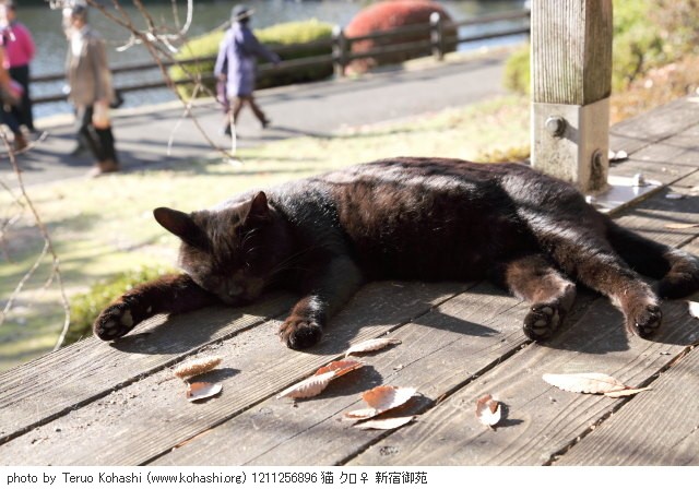 上野黒猫 2012 1211256896 猫 クロ♀ 新宿御苑 thumbnail
