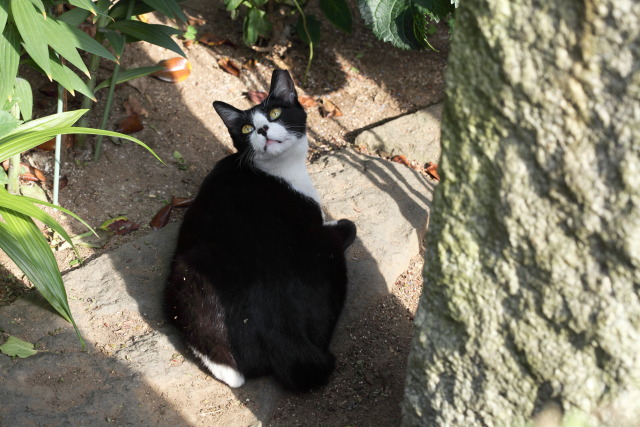 6月の猫さんぽ 1306075066 黒白八割猫 白山 photo